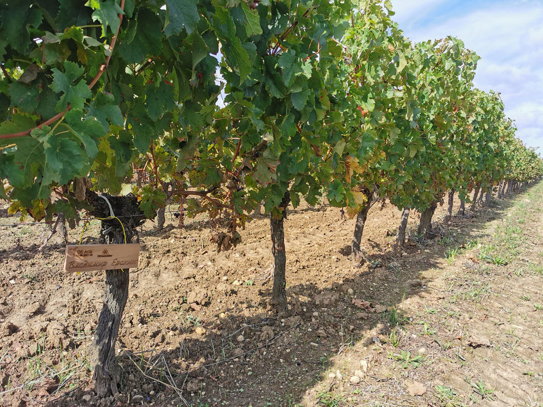 Виноградник на урожай